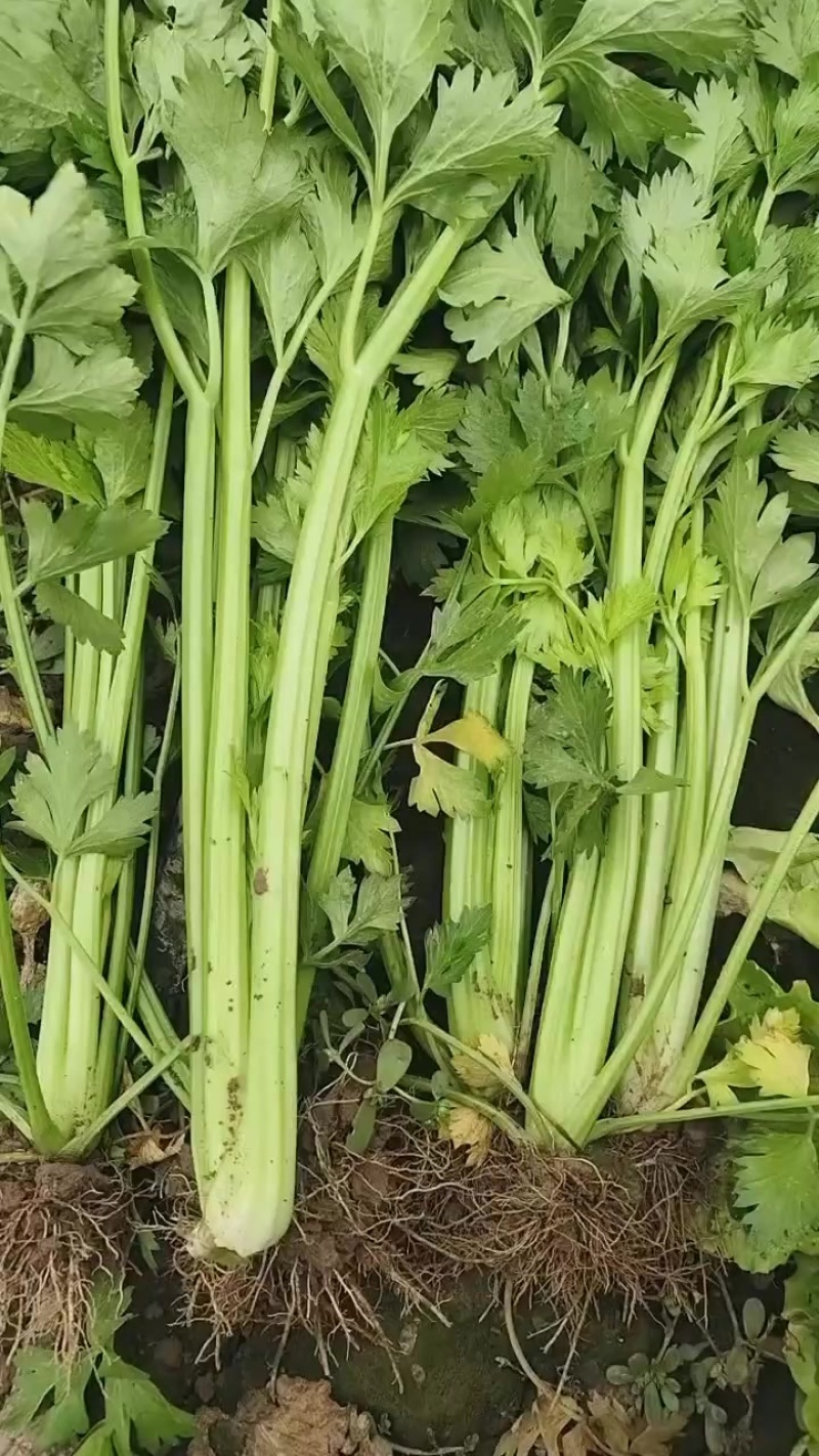 精品芹菜