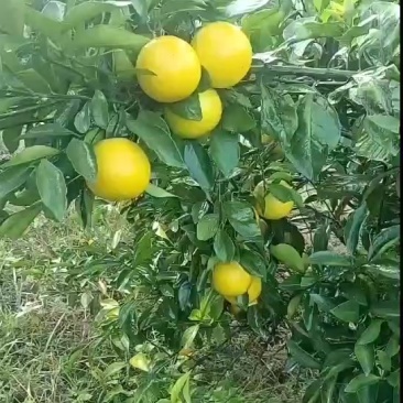 红江橙，大量果农知己