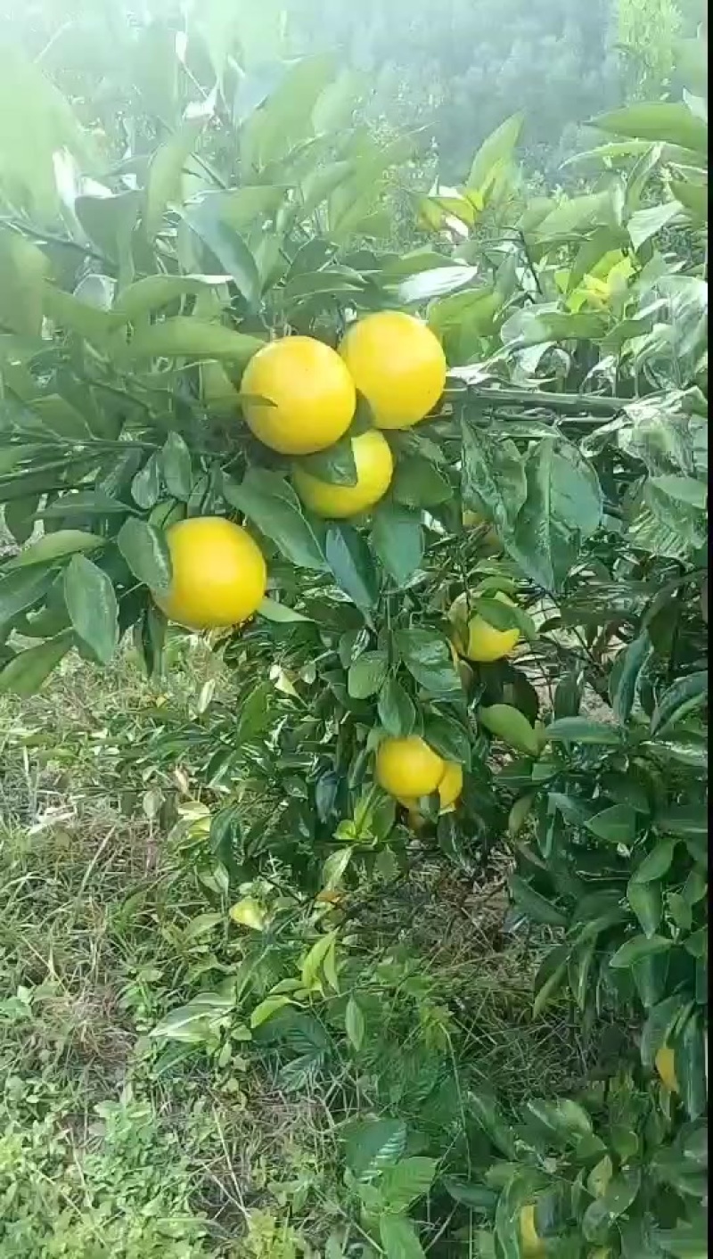 红江橙，大量果农知己