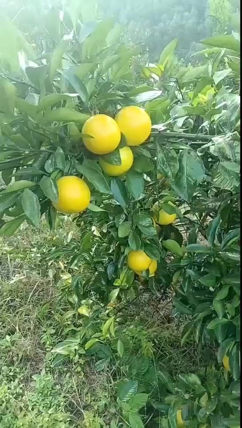 红江橙，大量果农知己