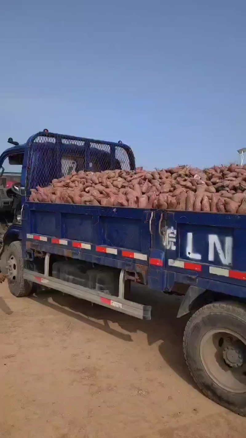 淀粉红薯