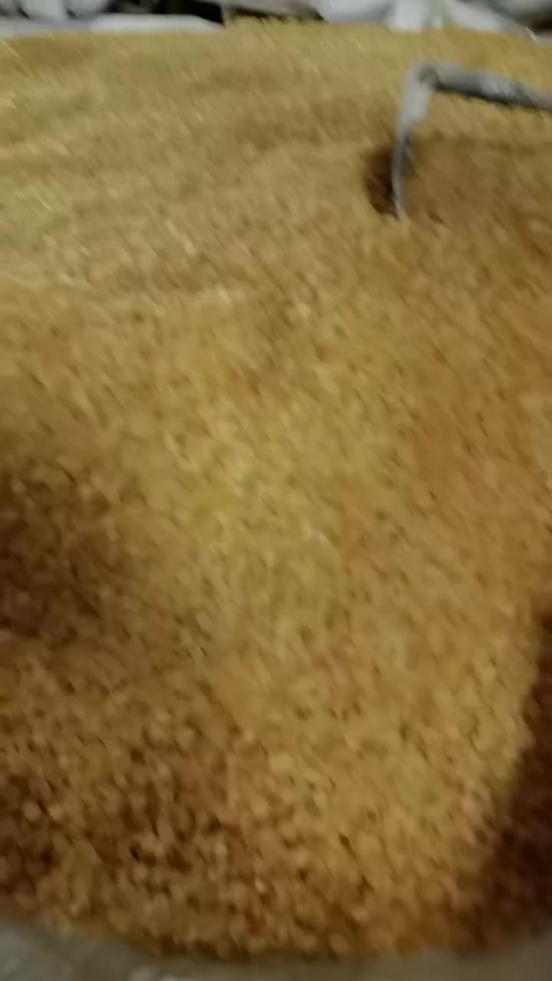 皂角米