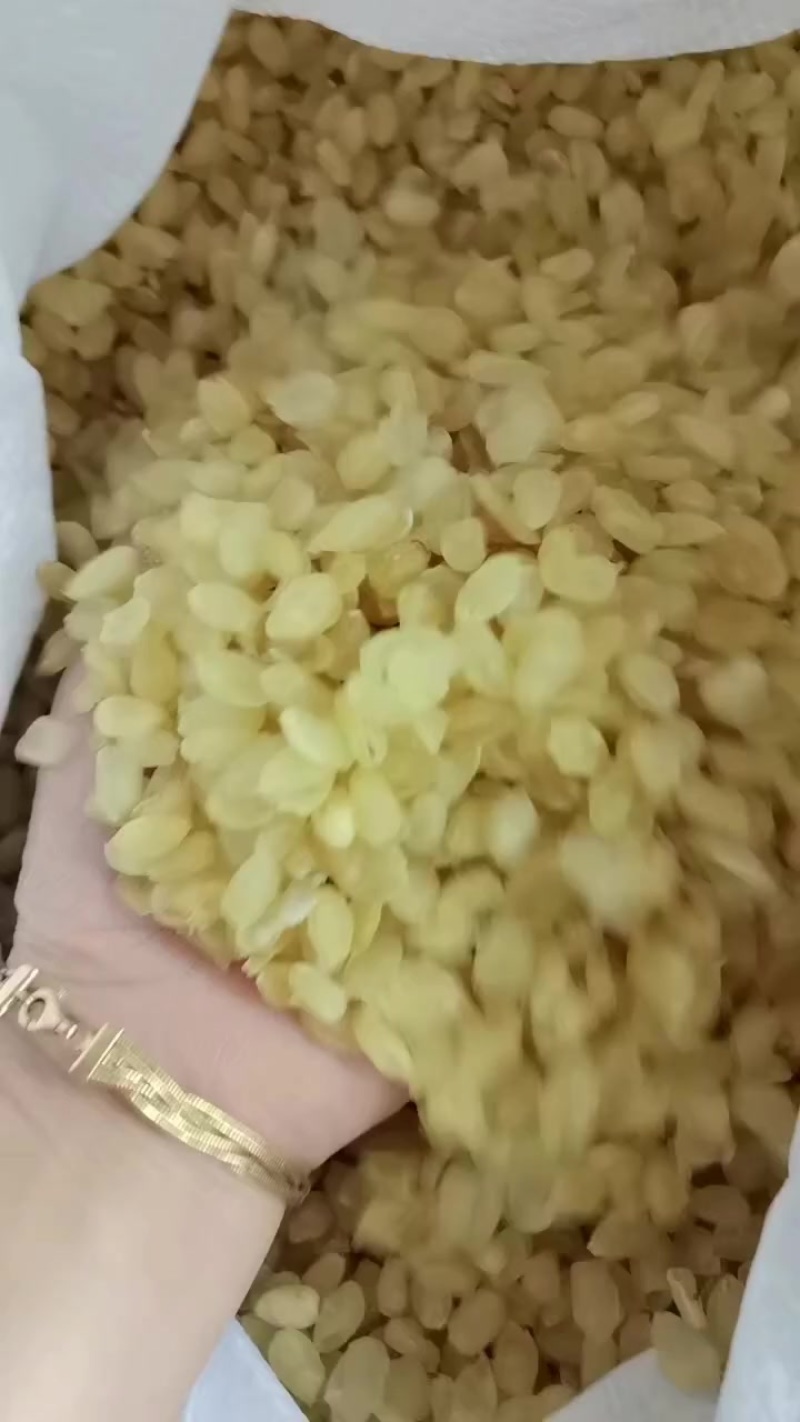 皂角米