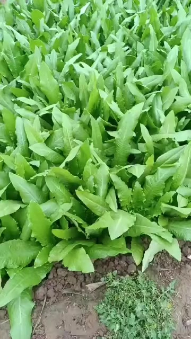 油麦