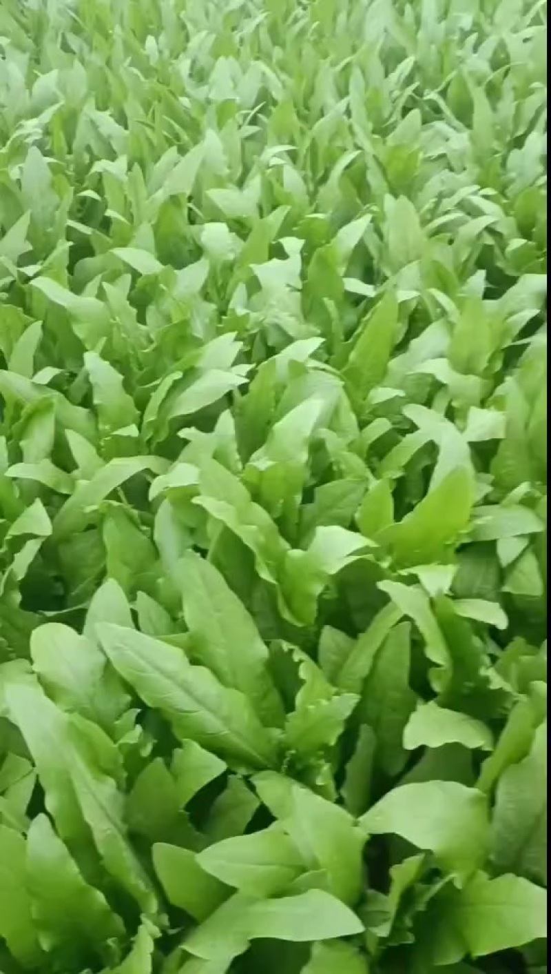 油麦