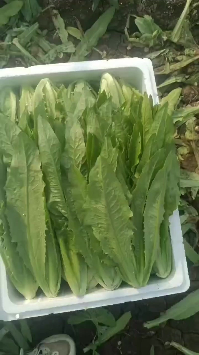 油麦