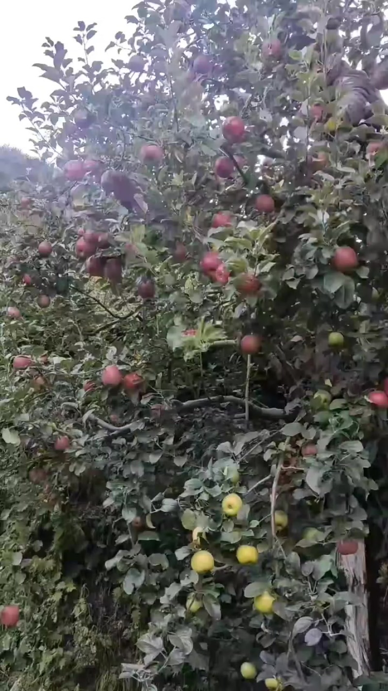 苹果