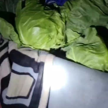甘蓝