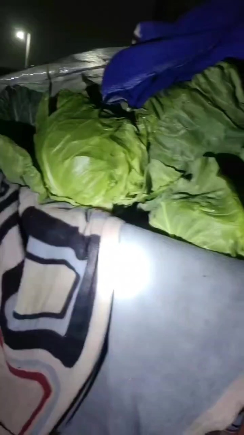 甘蓝