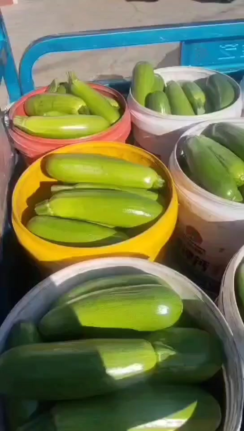 辽宁西葫芦