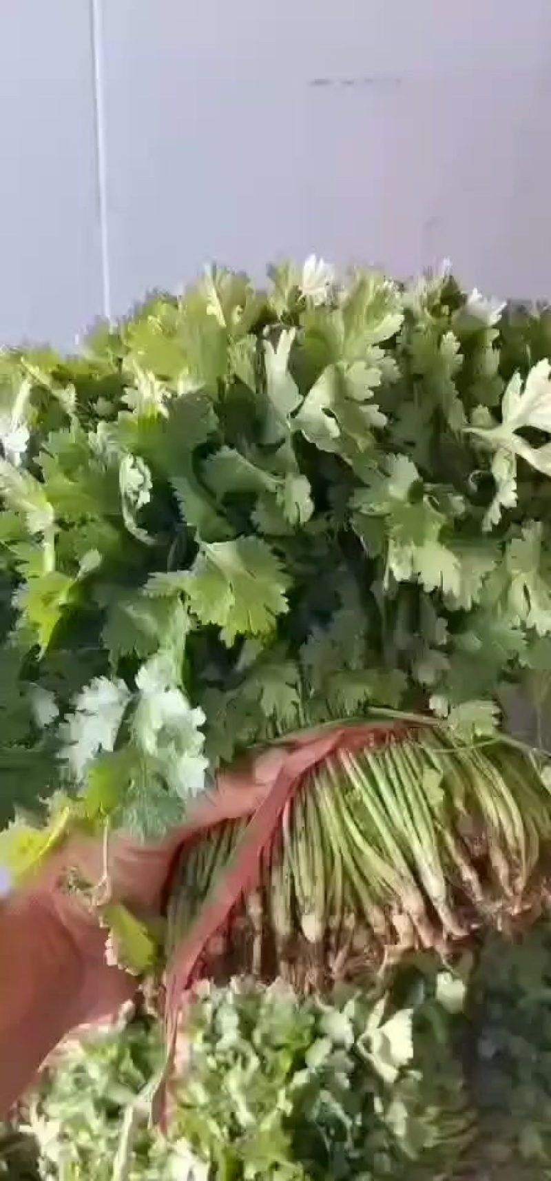 辽宁香菜