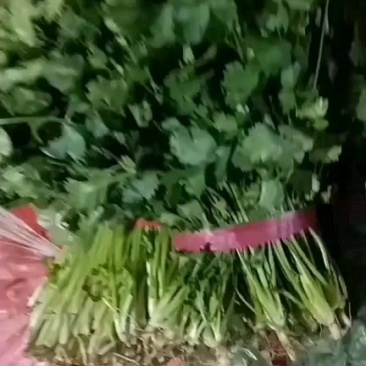 辽宁香菜