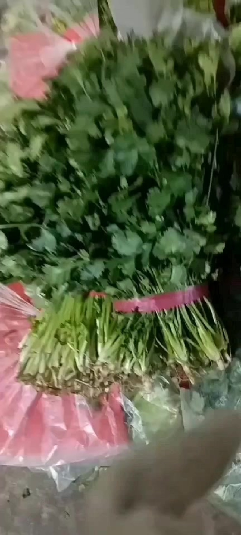 辽宁香菜