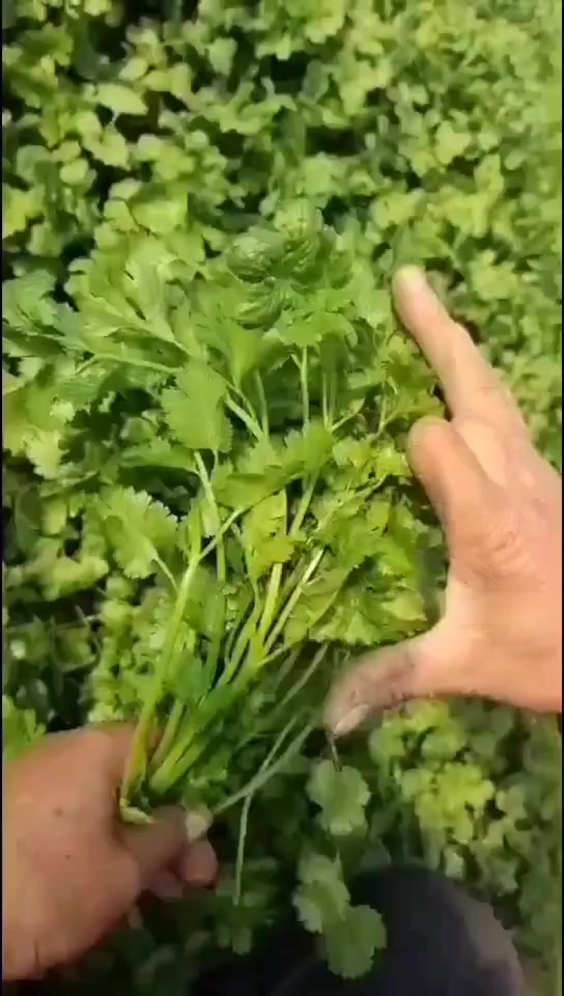 辽宁香菜