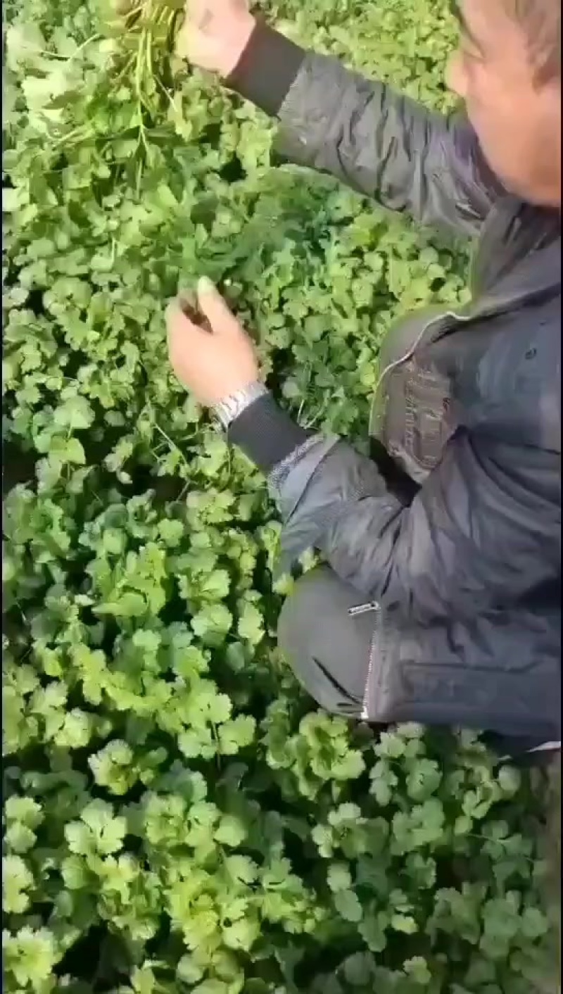 辽宁香菜