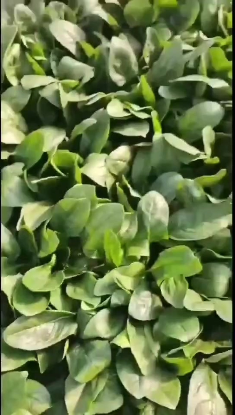 厚叶菠菜