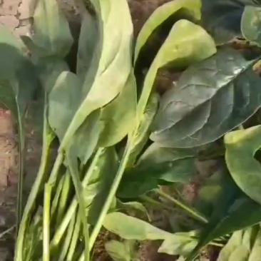 厚叶菠菜