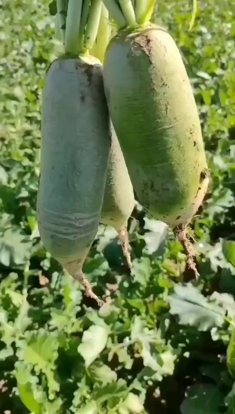 辽宁水果萝卜