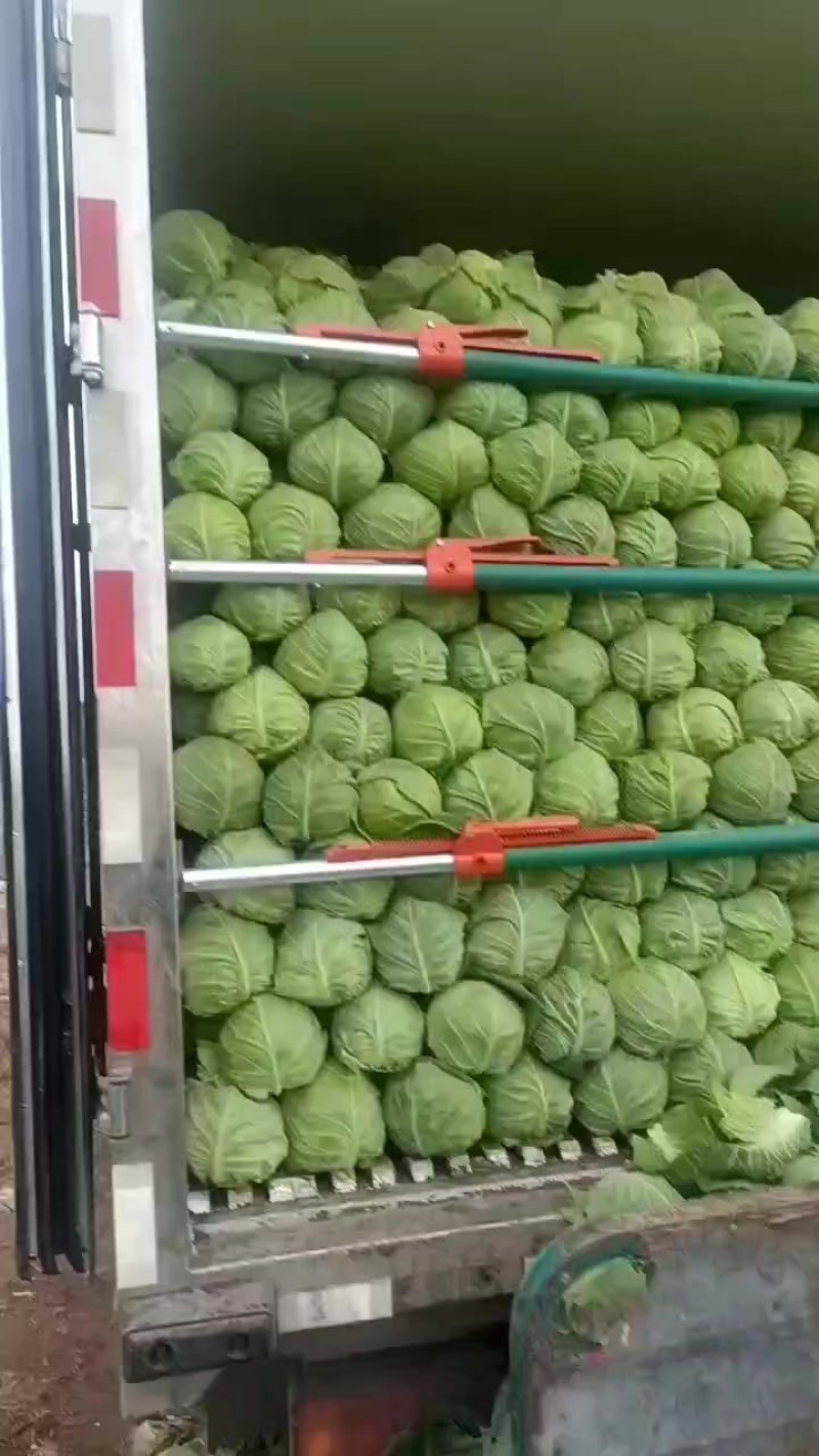辽宁甘蓝