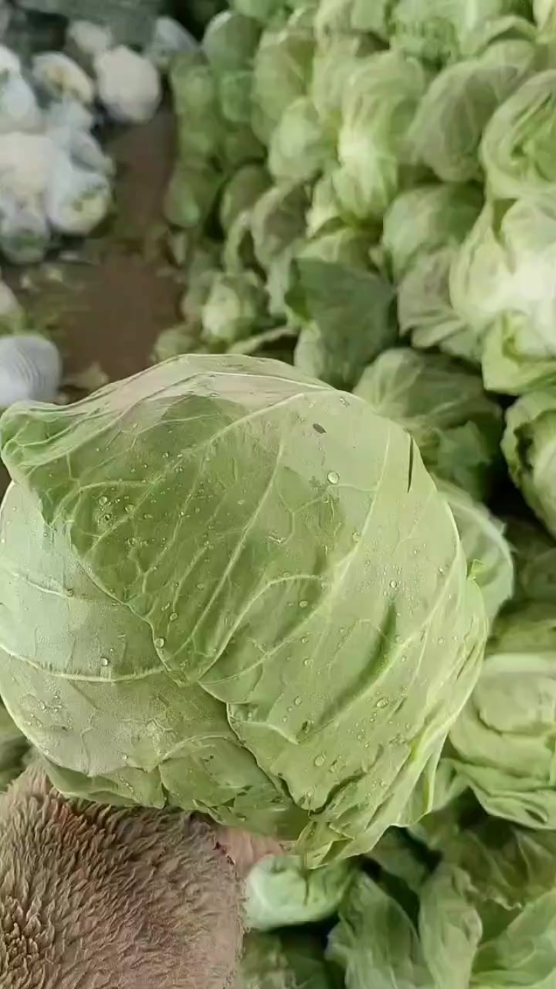 辽宁甘蓝