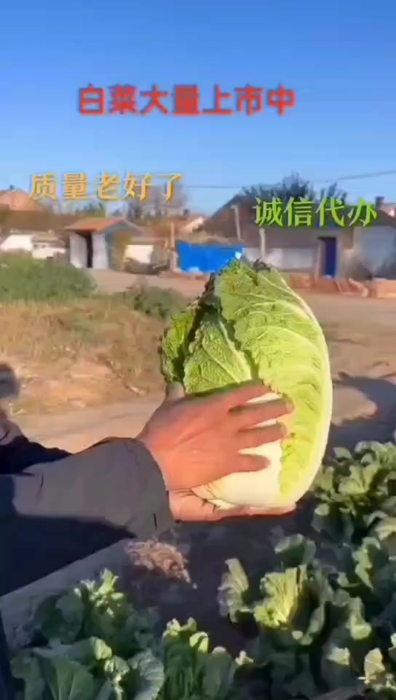 辽宁甘蓝