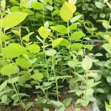 蓝莓苗纯组培苗接受预定。