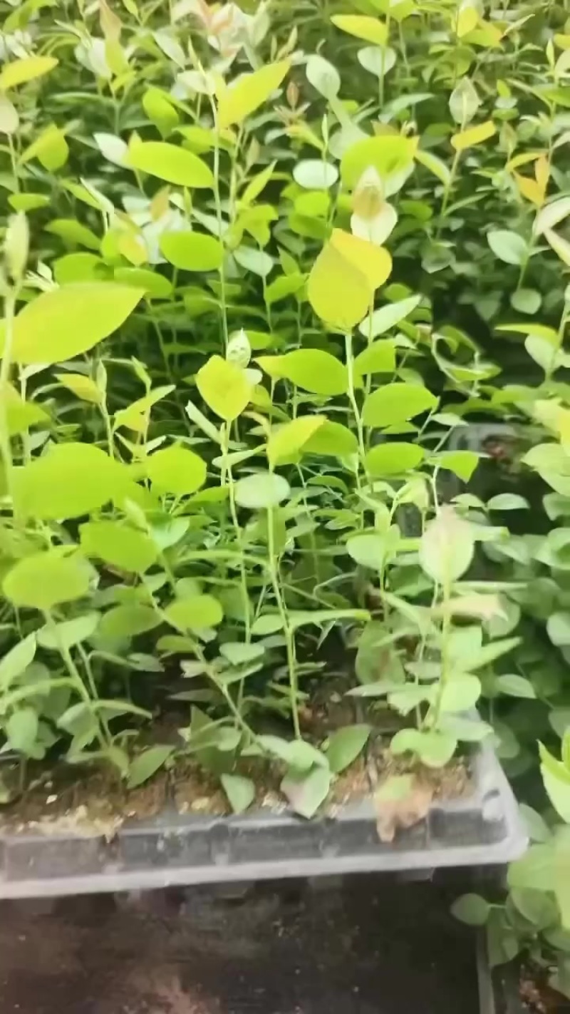 蓝莓苗纯组培苗接受预定。