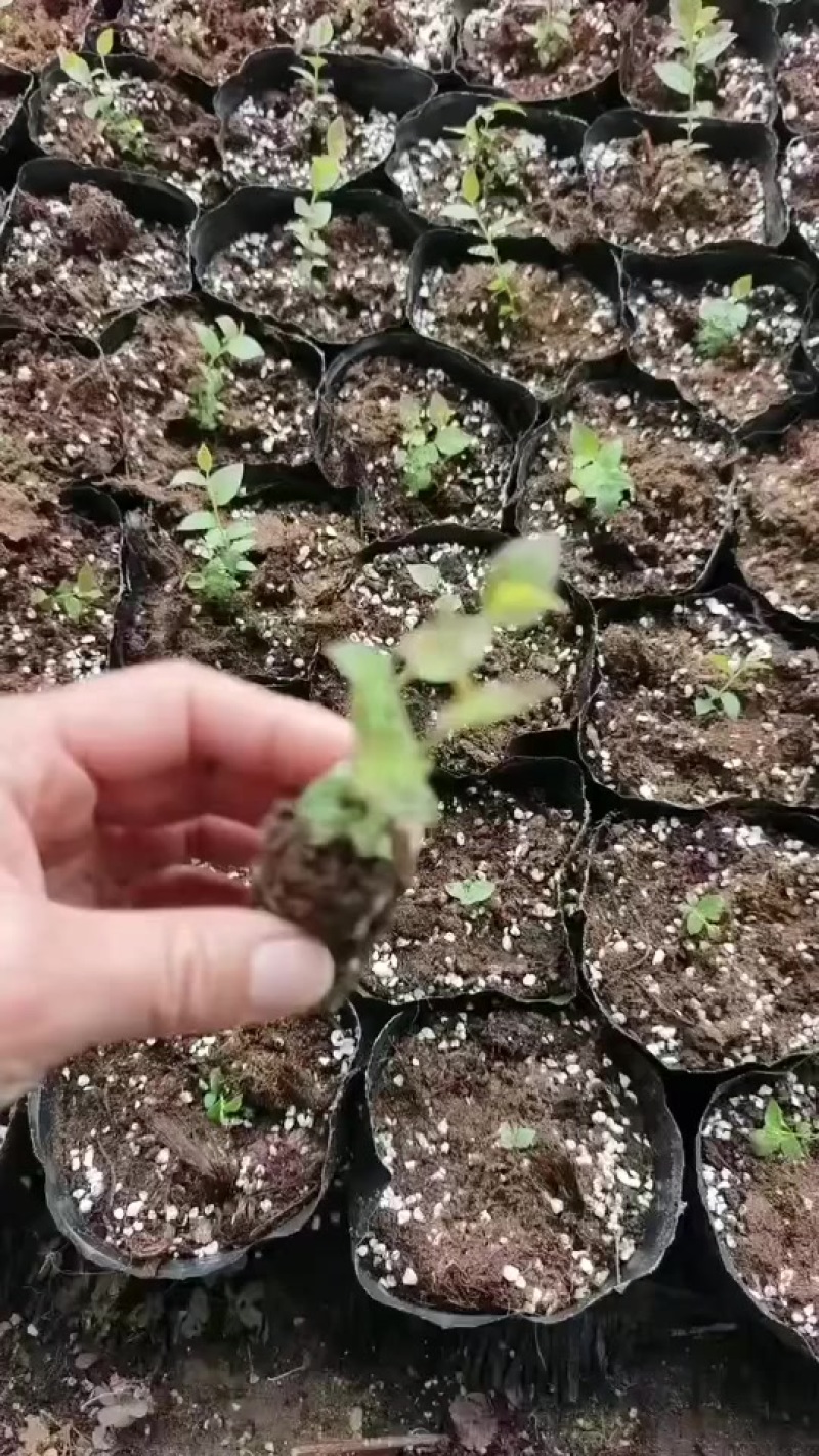 蓝莓苗纯组培苗接受预定。