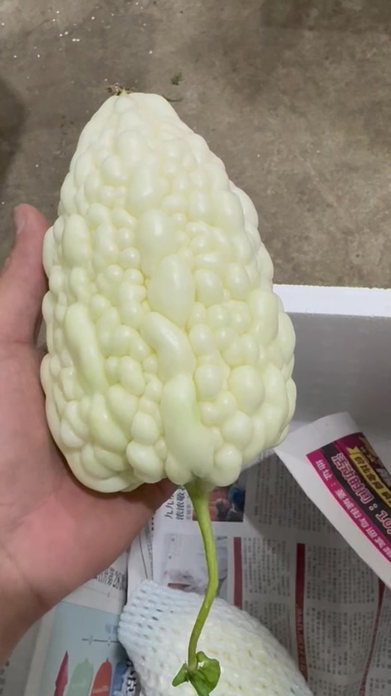 山东苹果丝瓜