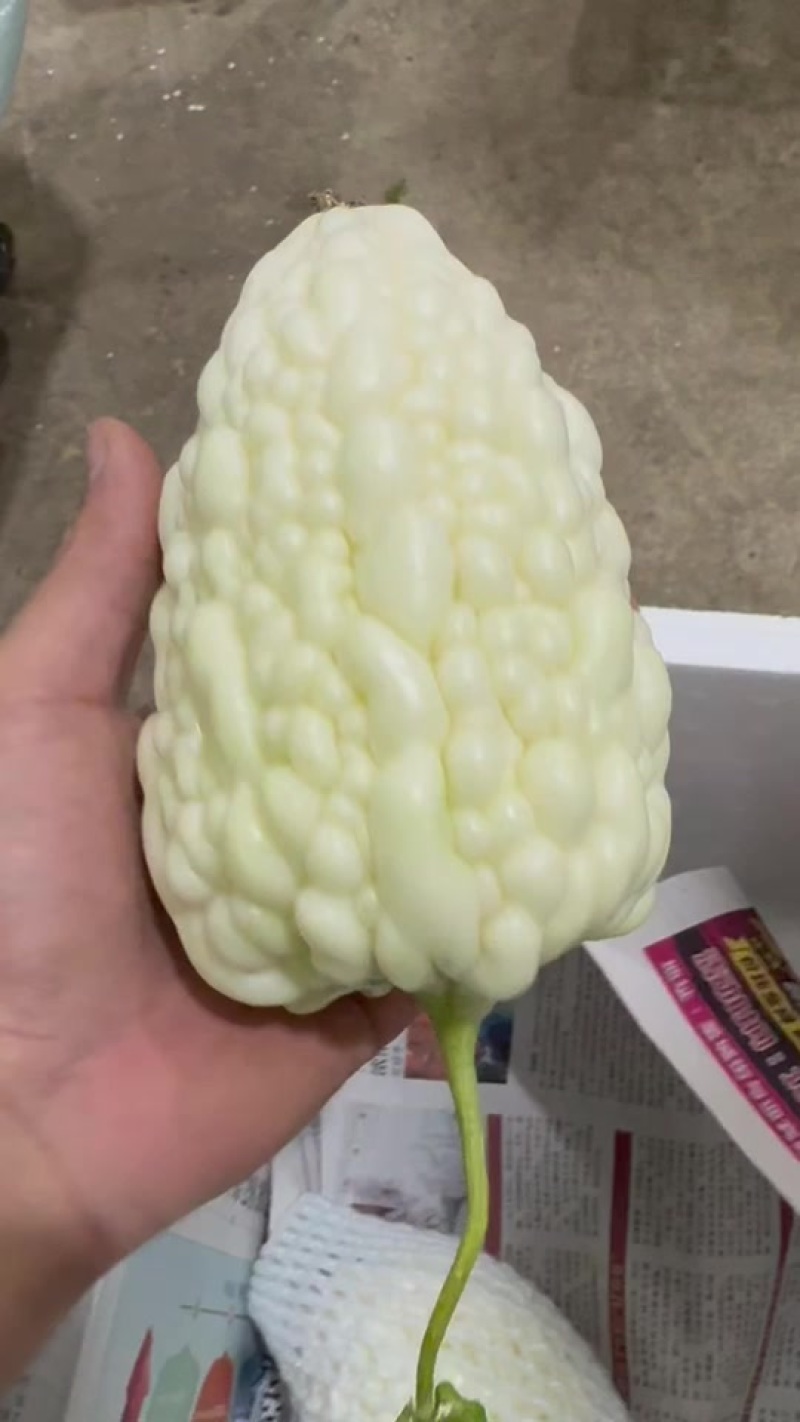 山东苹果丝瓜