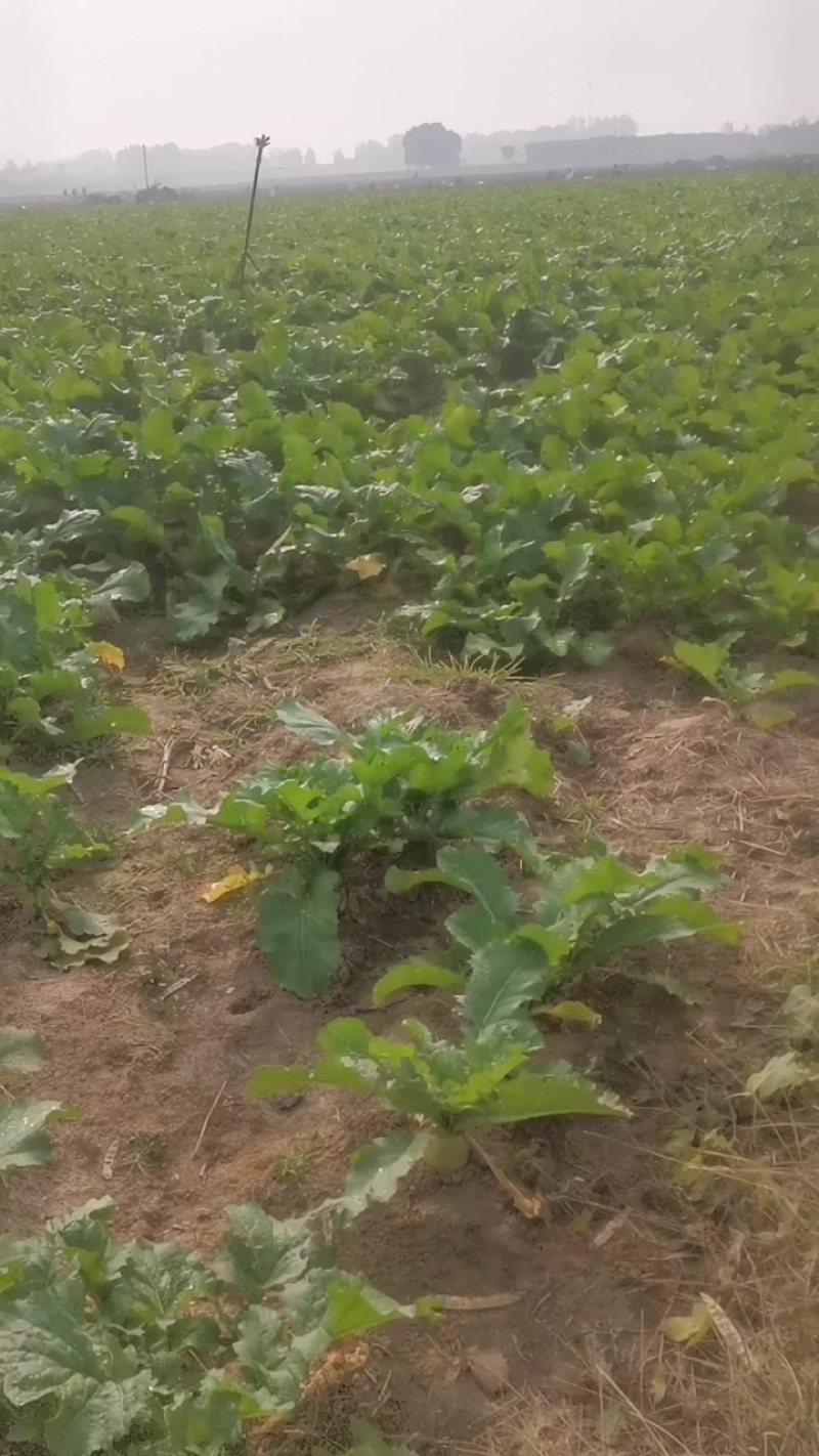 芥菜疙瘩100亩