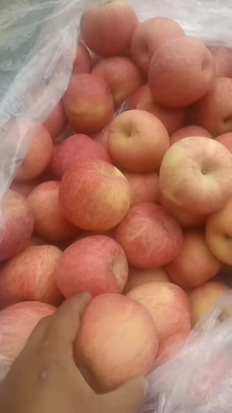 冷库高次苹果