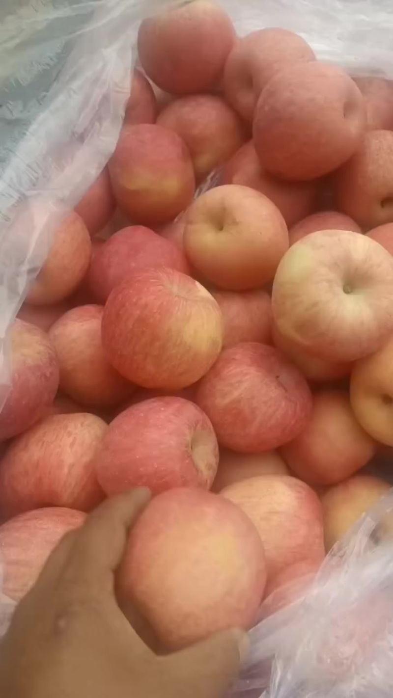 冷库高次苹果