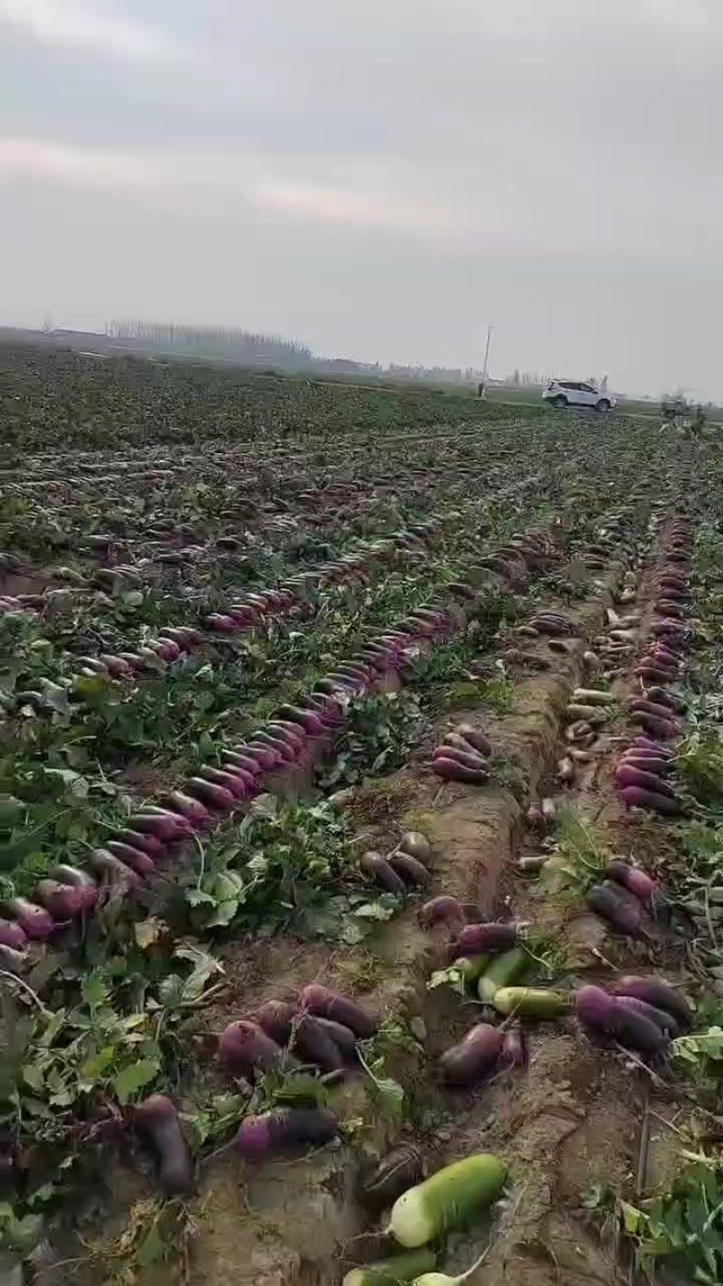 冰淇淋萝卜一件代发