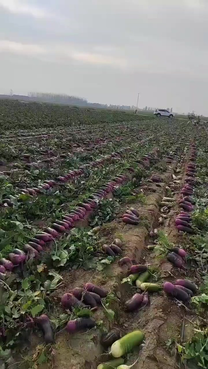 冰淇淋萝卜一件代发