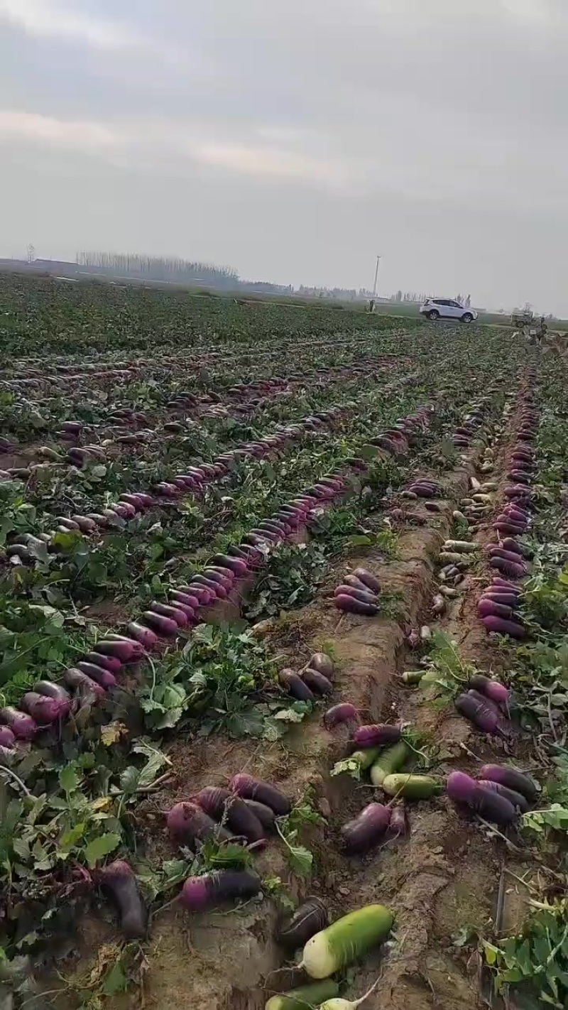 冰淇淋萝卜一件代发
