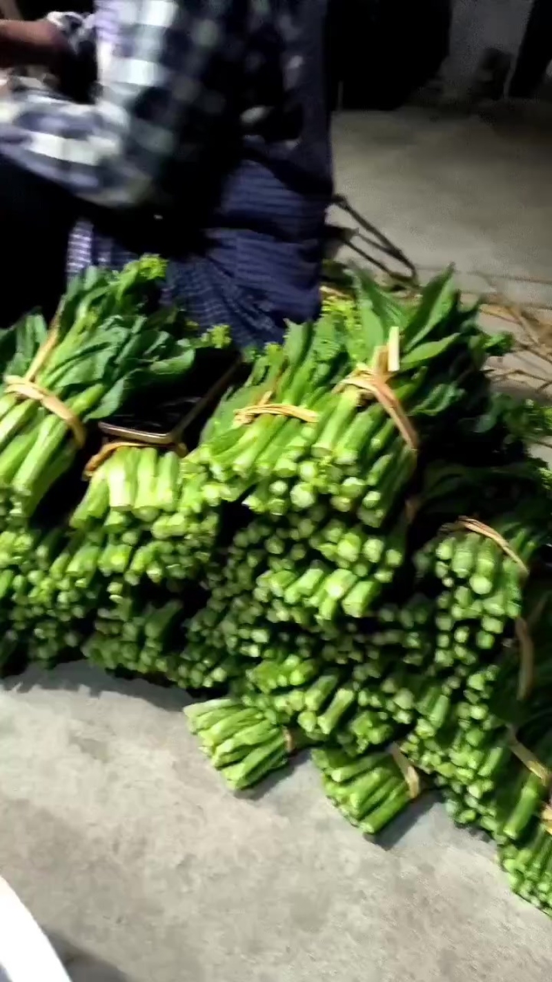 迟菜