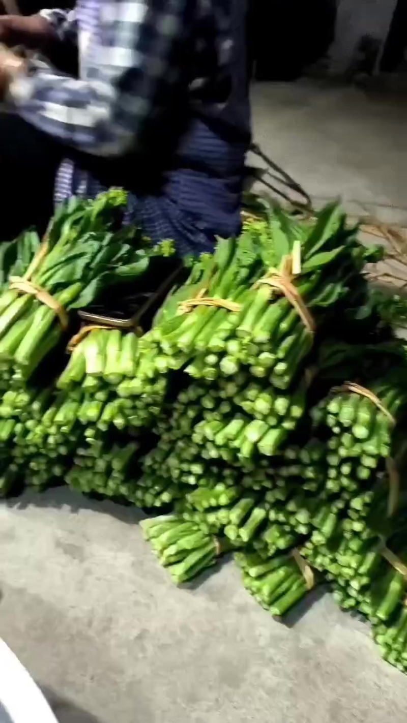 迟菜