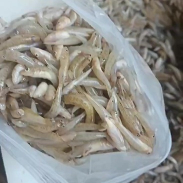 新鲜打包，小黄鱼，便宜漂亮