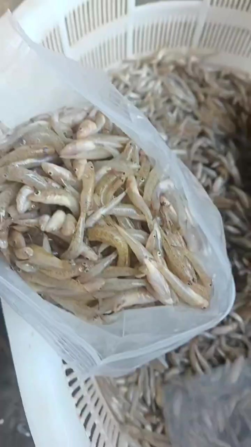 新鲜打包，小黄鱼，便宜漂亮