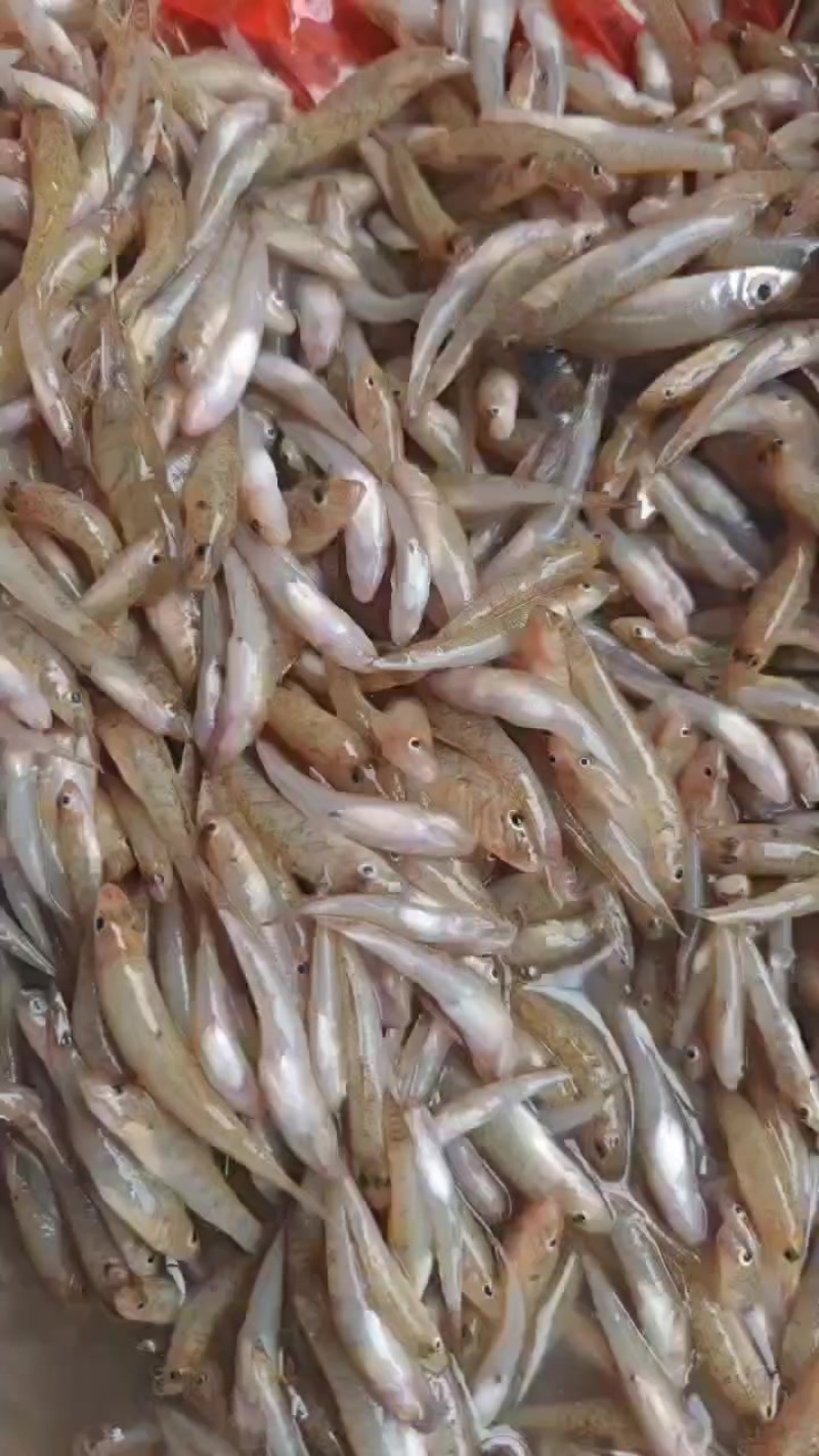 新鲜打包，小黄鱼，便宜漂亮