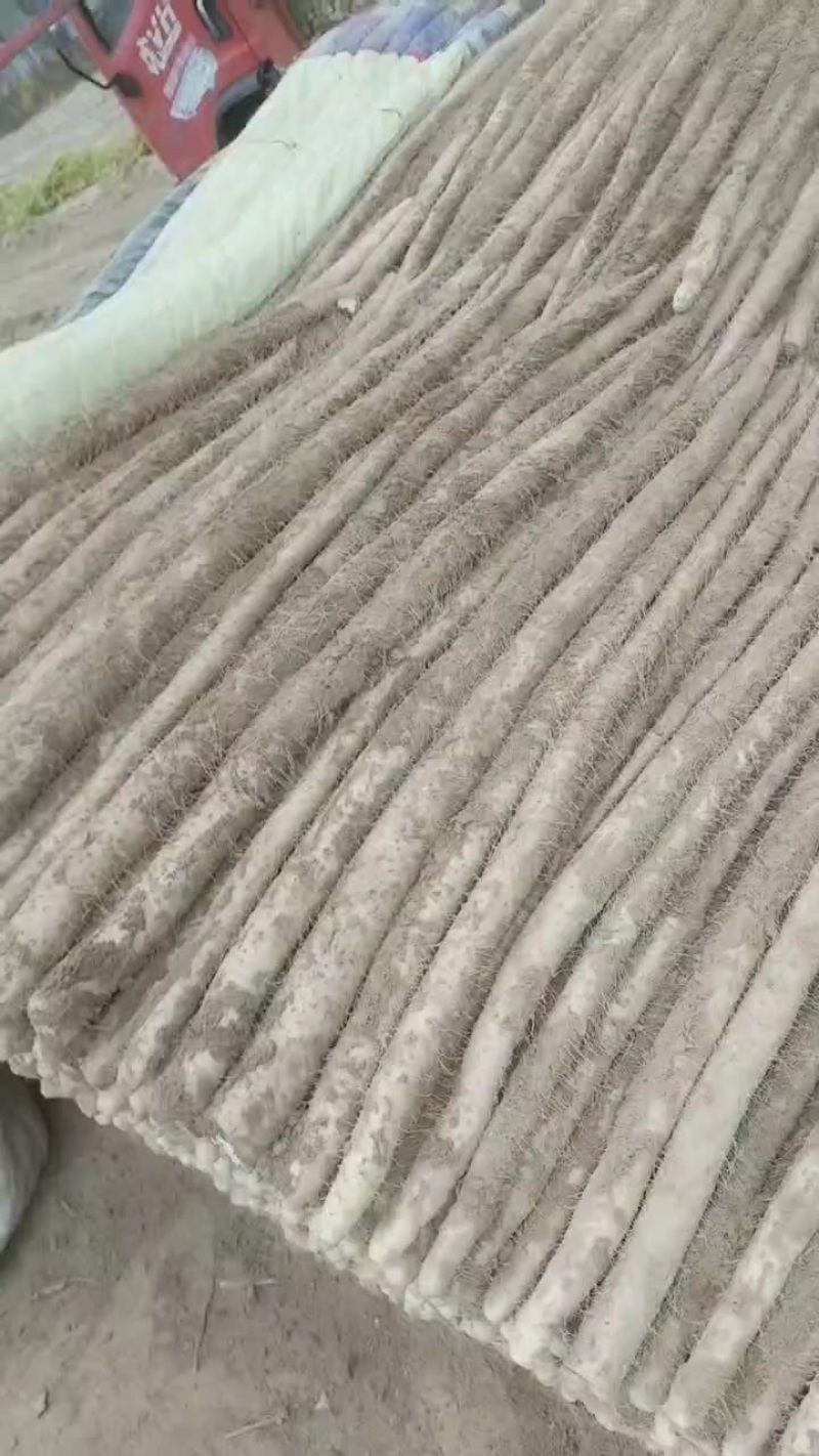 九斤黄山药，白玉，西施，双棒，紫药