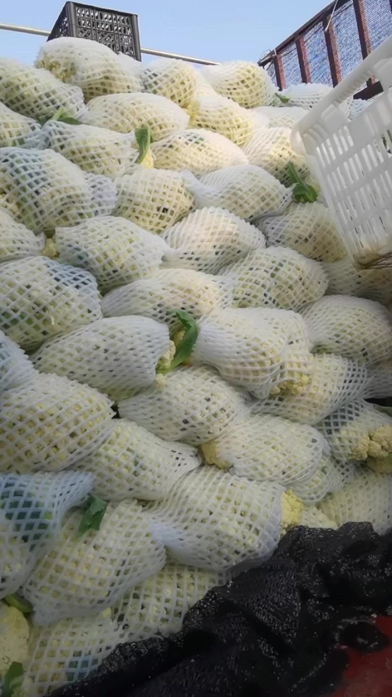 产地松花大量上市。