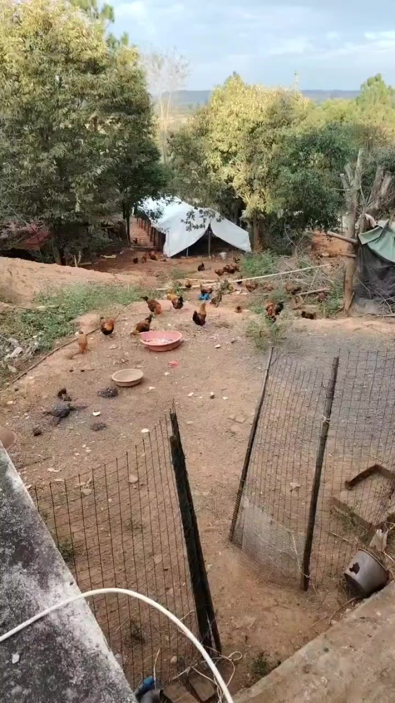 散养跑山阉鸡