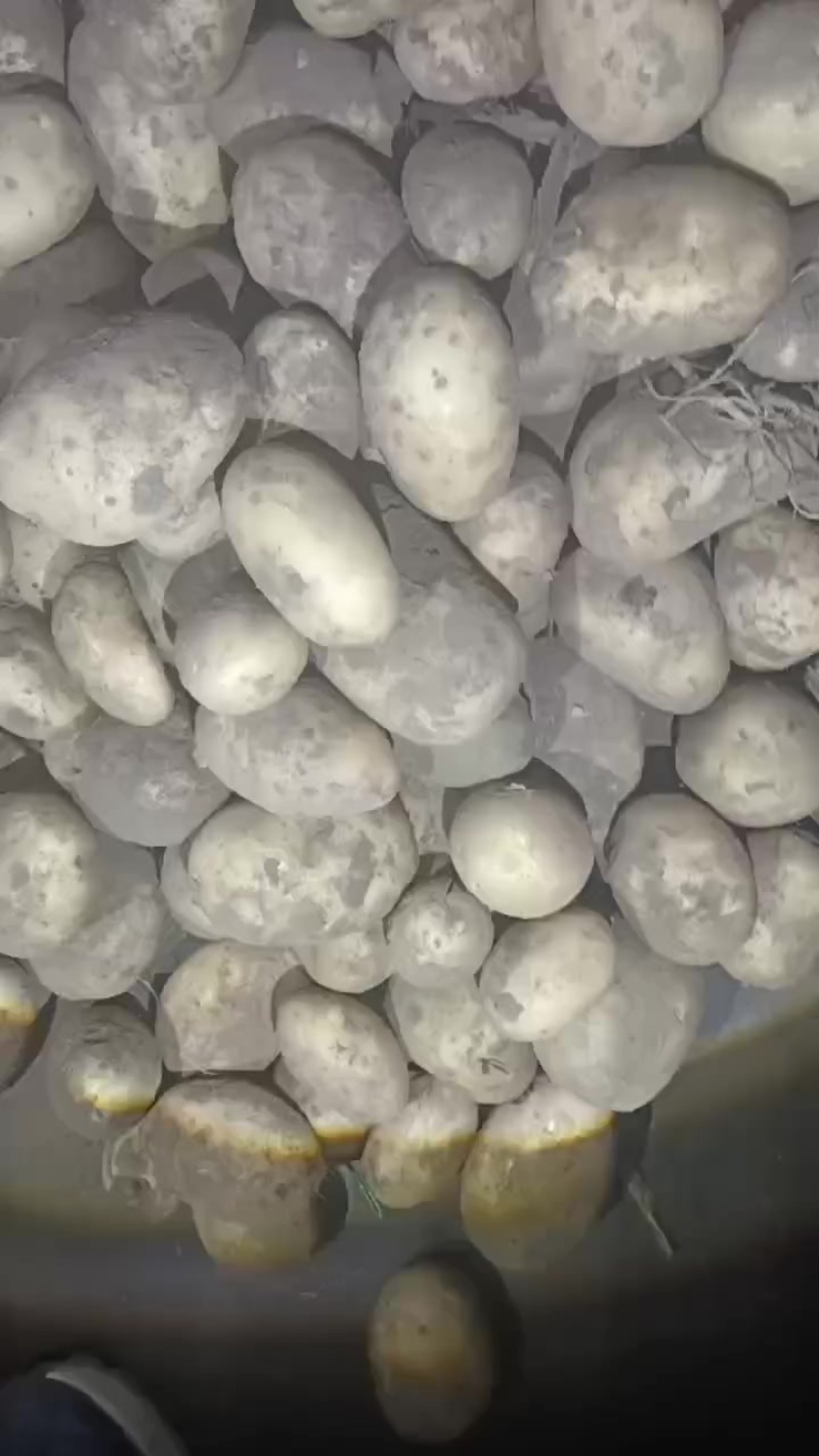 河北张家口沽源县黄心土豆大量供应