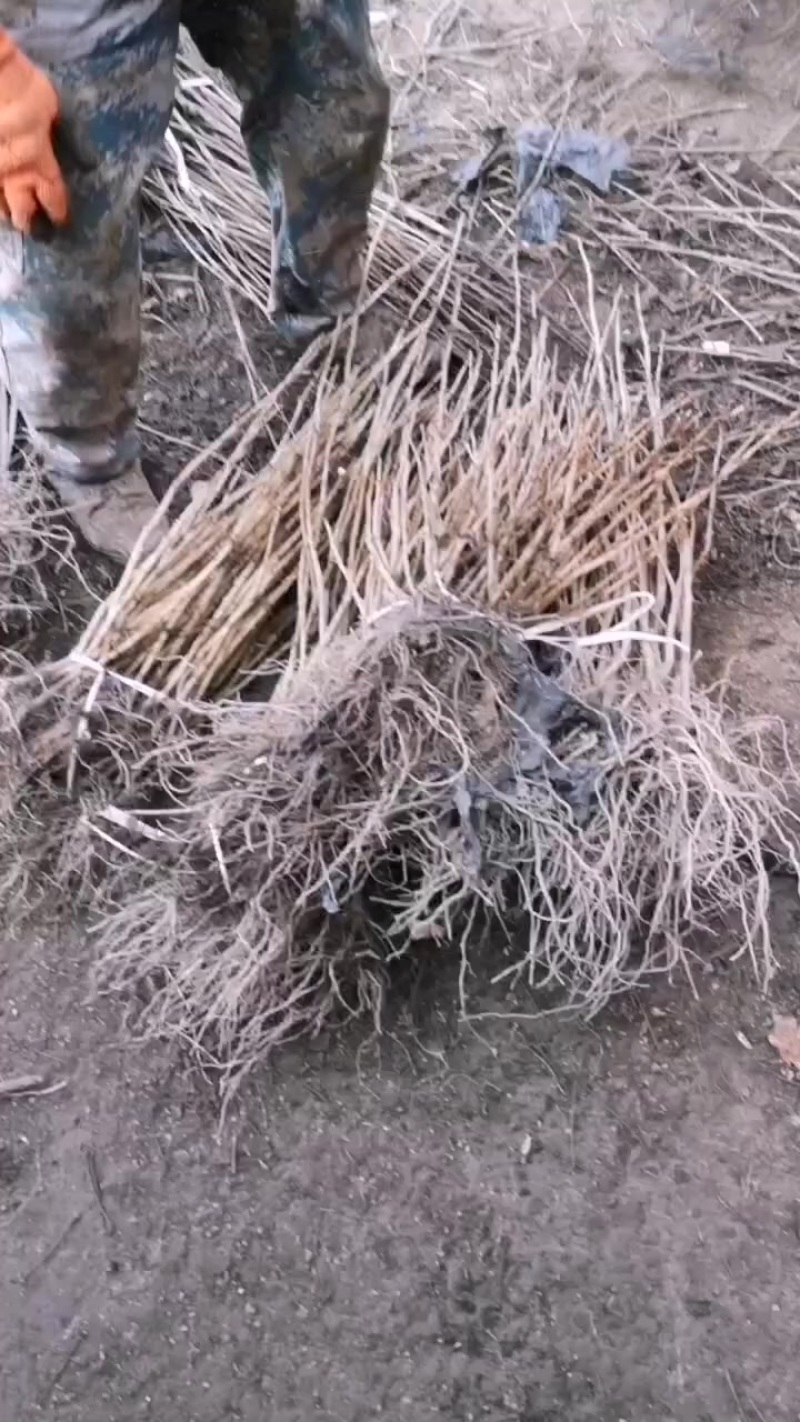 大量出售黑加仑苗