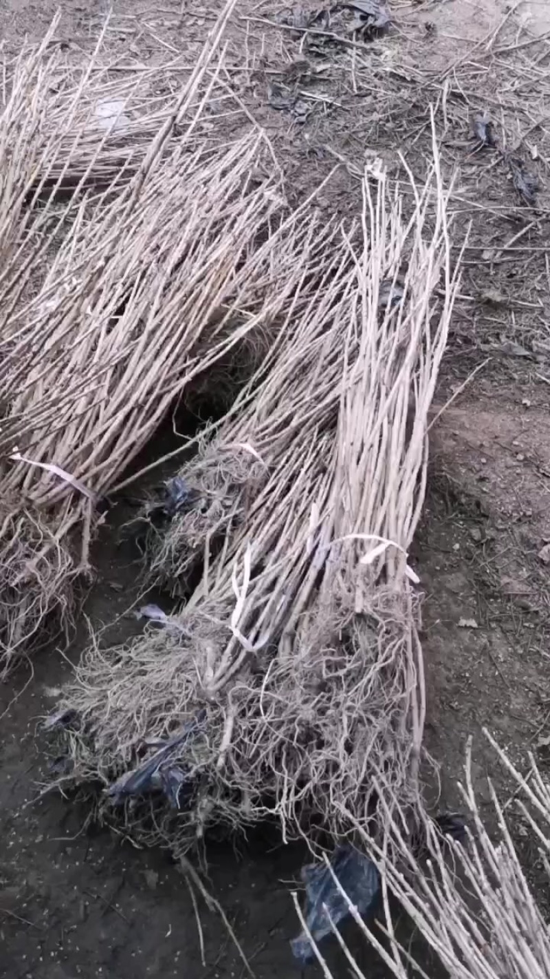 大量出售黑加仑苗