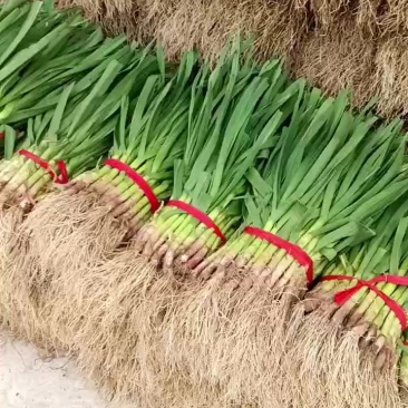 红根蒜苗
