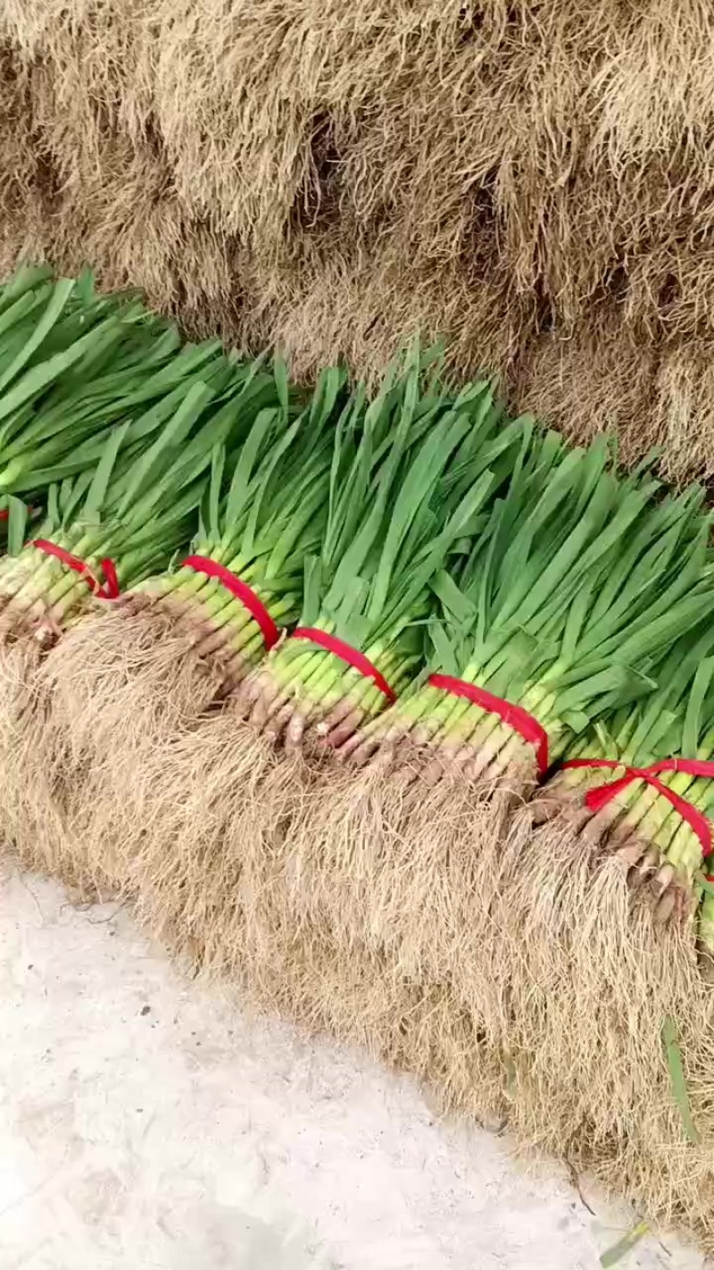 红根蒜苗