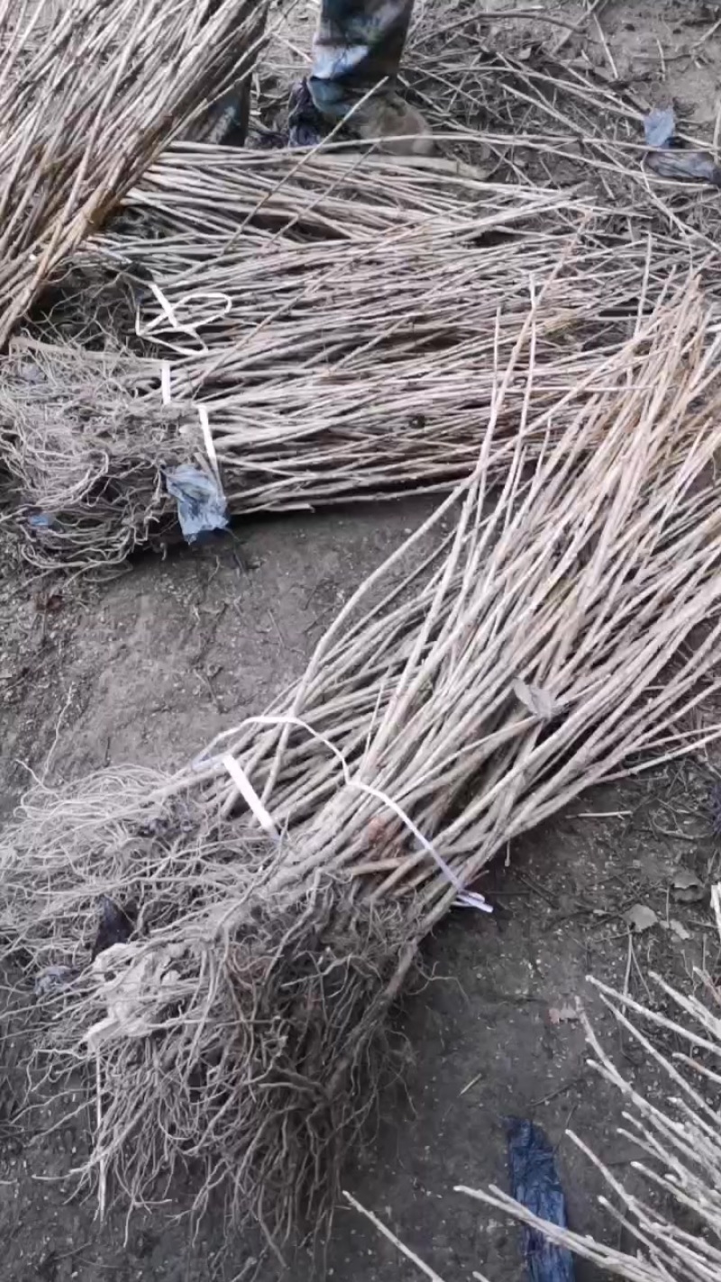 大量出售黑加仑苗